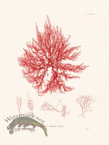 Bradbury Seaweed 028